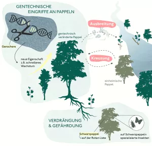 Video: Grafik: Gentechnisch veränderte Bäume – das Beispiel Pappel