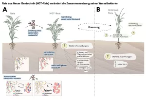 Bild: Reis aus Neuer Gentechnik (NGT-Reis) verändert die Zusammensetzung seiner Wurzelbakterien