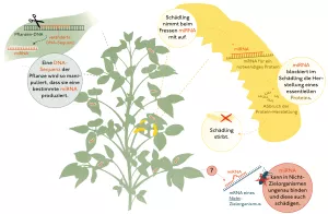 Bild: Gentechnisch veränderte RNAi-Pflanzen