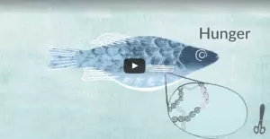 Video: Was passiert, wenn Gentechnik Fische in die Umwelt gelangen?