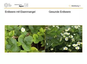 Bild: Die Pflanzen schützen, den Menschen nützen: Abbildungen