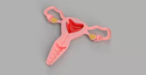 Entdeckendes: Innere weibliche Geschlechtsorgane (zip-Datei)