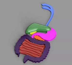 Entdeckendes: Verdauungssystem (3mf-Datei)