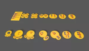 Entdeckendes: Meiose (zip-Datei)