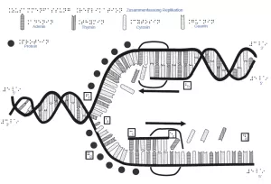 Entdeckendes: DNA-Replikation (zip-Datei)