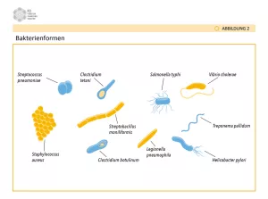 Bild: Antibiotika: Der Wettlauf mit den Keimen - Abbildungen