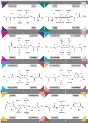 Unterrichtsbaustein: Kärtchenset „Strukturformeln“