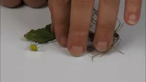 Entdeckendes: Schlafende Gänseblümchen | Experiment
