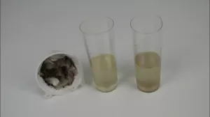 Entdeckendes: Vattendroppen Watty - vattenfilter | Experiment
