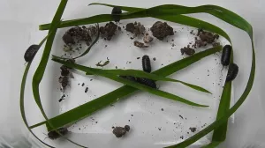 Entdeckendes: Sow Bugs | Experiment