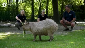 Video: Tierpfleger/in - Zoo