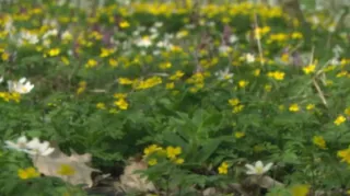 Video: Frühlingsblüher im Auwald - Unterwegs mit Jan Haft
