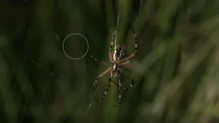 Video: Spinnen mit und ohne Netz - Unterwegs mit Jan Haft