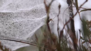 Video: Spinnen in Garten und Haus - Unterwegs mit Jan Haft