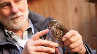Video: Zu Besuch bei Willi Holzer in der Greifvogel-Auffangstation Freising