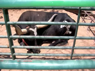 Arbeitsblatt: Wie wird man (k)ein*e Verschwörungsanhänger*in?