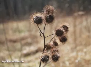 Arbeitsblatt: Im Zweifel? Gegen die Demokratie