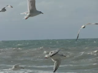 Arbeitsblatt: Mehr als eine Demokratie: Interaktive Legemethode zur Reflexion und Diskussion verschiedener Demokratieverständnisse