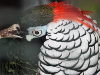 Arbeitsblatt: Wenn die Norm verführt. Reflexionen aus der Kaubstraße zu Gadjé-Rassismus