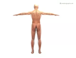 Bild: Skelett und Muskeln (dorsal)