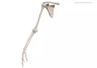 Bild: Skelett des Arms (vorne)