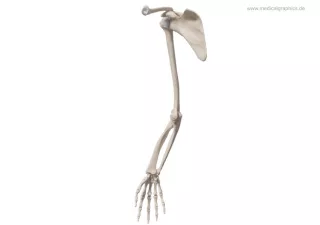 Bild: Skelett des Arms (medial)