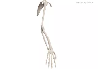 Bild: Skelett des Arms (lateral)