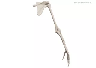 Bild: Skelett des Arms (hinten)