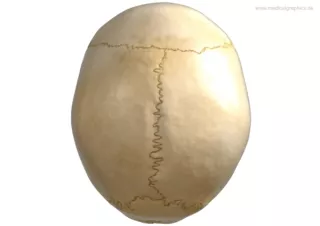 Bild: Schädel (oben)
