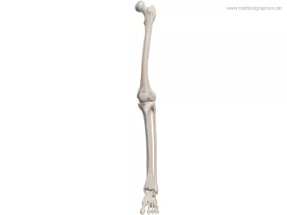 Bild: Beinknochen (vorne)