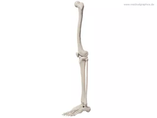 Bild: Beinknochen (lateral)