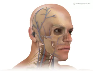 Bild: Kopf mit anatomischen Strukturen