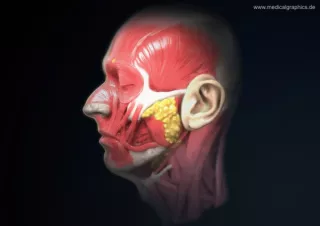 Bild: Anatomie des Kopfs (Profil)