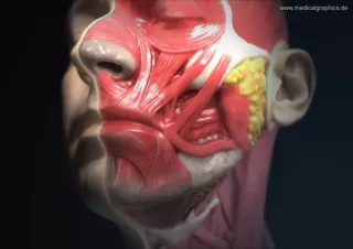 Bild: Anatomie des Kopfs mit Mundbereich (Halbprofil)