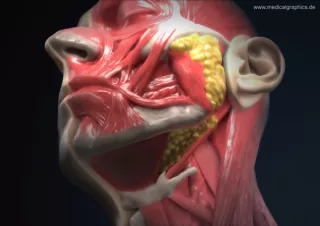 Bild: Anatomie des Kopfs mit Halsbereich (Halbprofil)