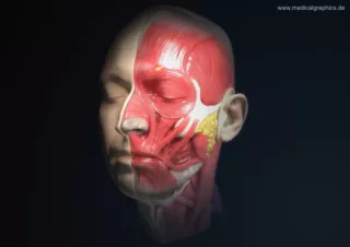Bild: Anatomie des Kopfs (Halbprofi)
