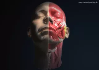 Bild: Anatomie des Kopfs (frontal-unten)
