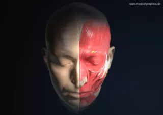 Bild: Anatomie des Kopfs (frontal-oben)