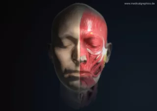 Bild: Anatomie des Kopfs (frontal)