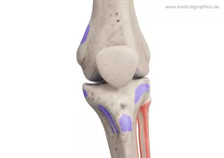 Bild: Knie mit Muskelansätzen (vorne)