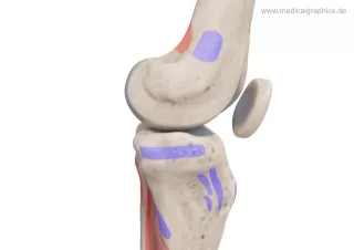 Bild: Knie mit Muskelansätzen (medial)