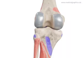 Bild: Knie mit Muskelansätzen (hinten)