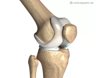 Bild: Knie (lateral)