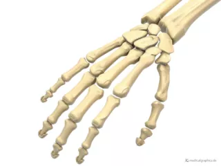 Bild: Handknochen und Skelett