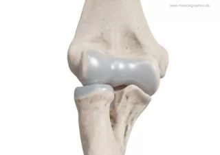 Bild: Ellenbogen (medial)