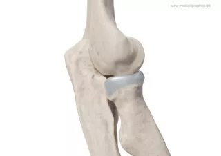 Bild: Ellenbogen (lateral)