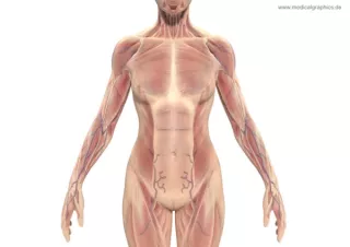 Bild: Muskeln und Torso der Frau (vorne)