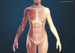 Bild: Muskeln und Torso der Frau (vorne)