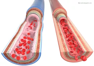 Bild: Vergleich zwischen Arterie und Vene