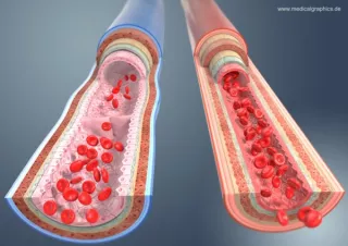 Bild: Vergleich zwischen Arterie und Vene